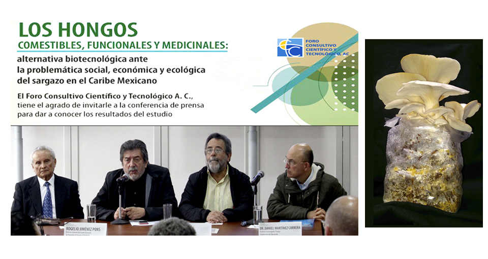 HONGOS MEDICINALES Y TU SALUD