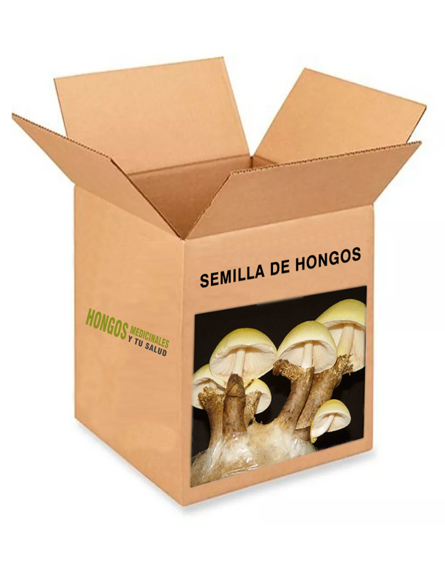 SEMILLA