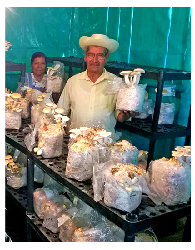 Hongos
