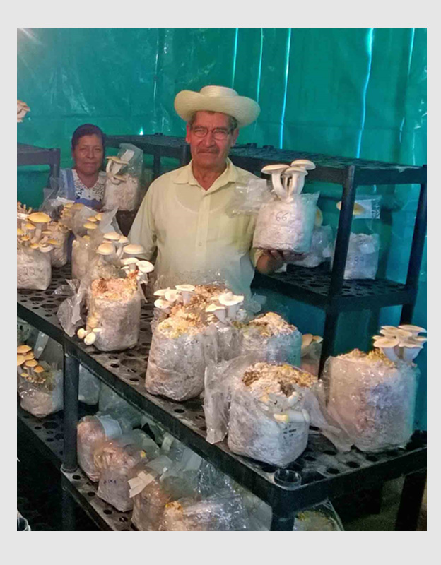 Hongos