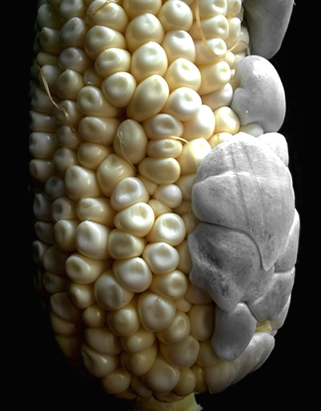 Huitlacoche